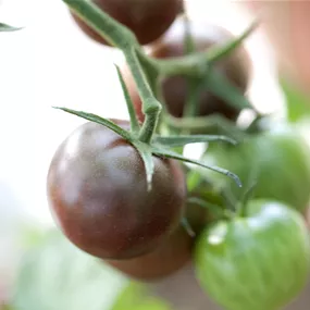 Lycopersicon esc. 'PICK-&-JOY® Cherry Tomato Brown'