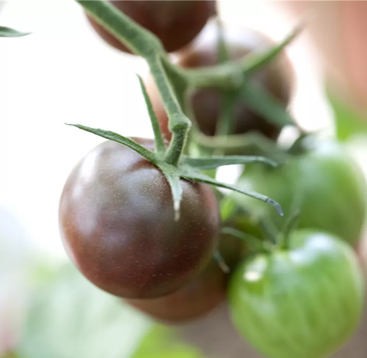 Cherry-Tomate 'PICK-&-JOY® Cherry Tomato Brown'