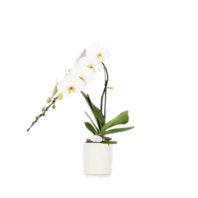 Phalaenopsis Formidablo Niagara falls