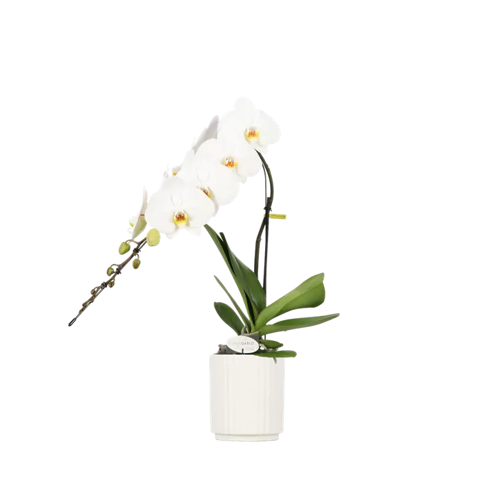 Schmetterlingsorchidee 'Formidablo White'