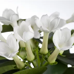 Stephanotis floribunda Bogen