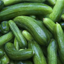 Biogarten Gurkenvielfalt