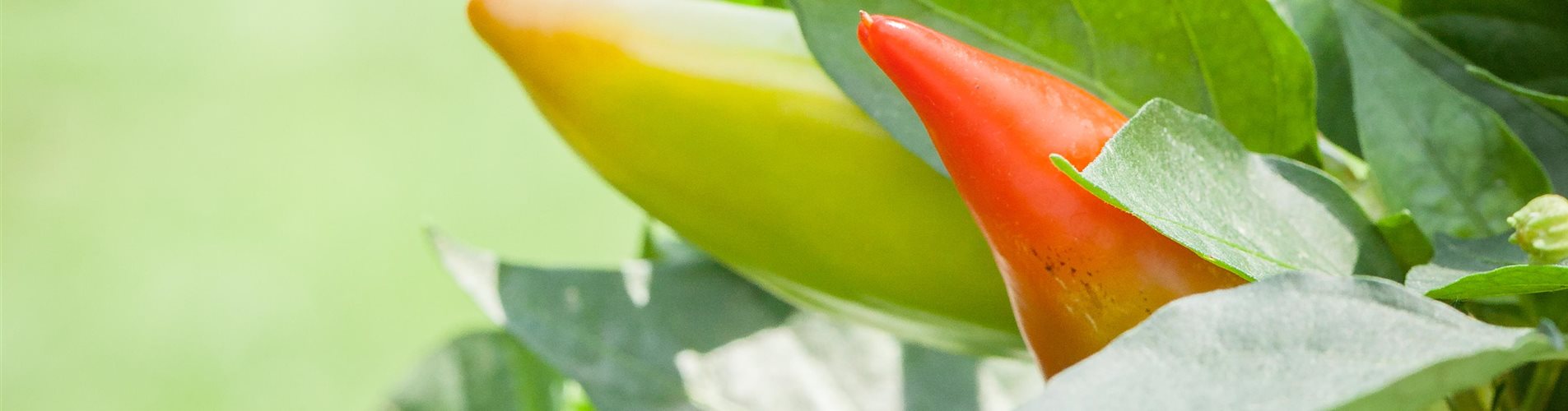 Seite 3_ Pick a TOM Snackgemüse Snack-Paprika_