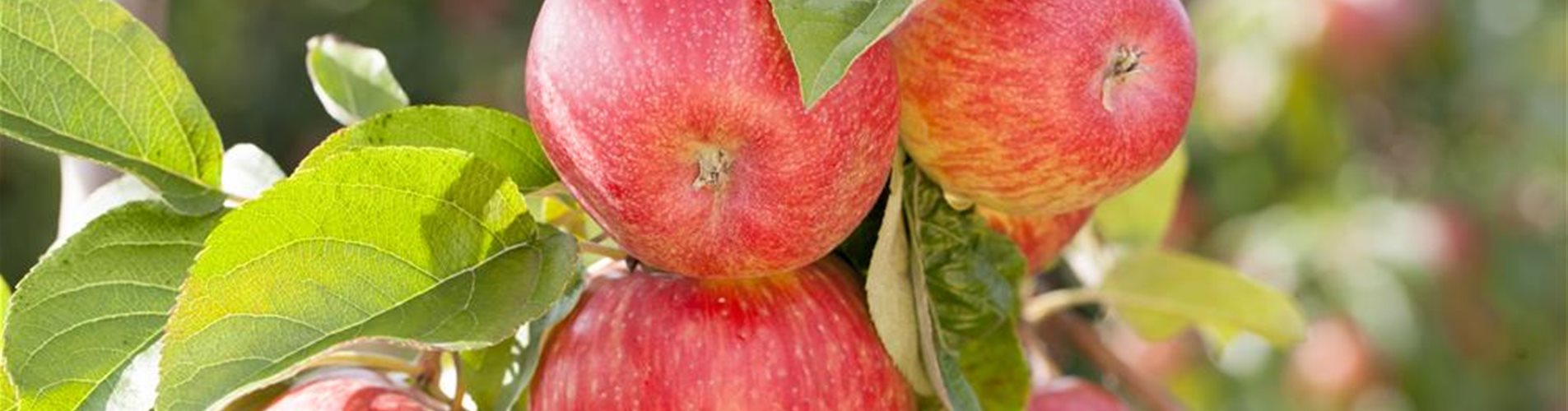 Seite 2 - Unsere Besten Obstbäume - Apfel