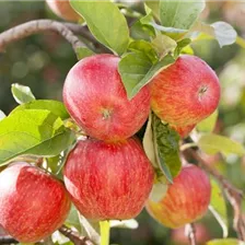 Unsere Besten Obstbäume