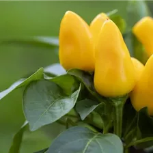 Biogarten Gemüseraritäten