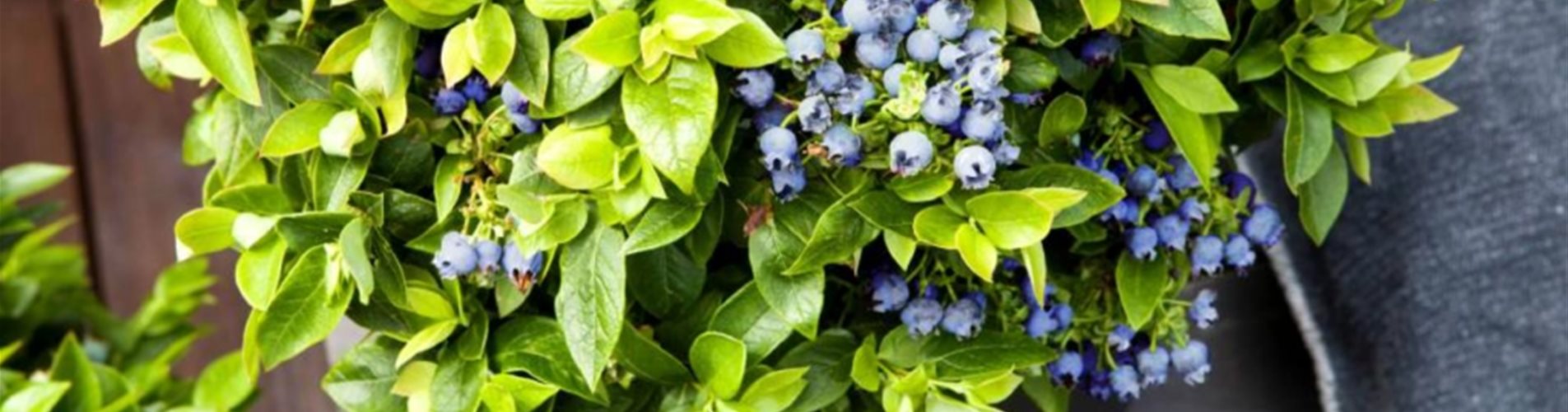 Seite 3 - Brazelberry