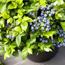 Brazelberry Sortiment