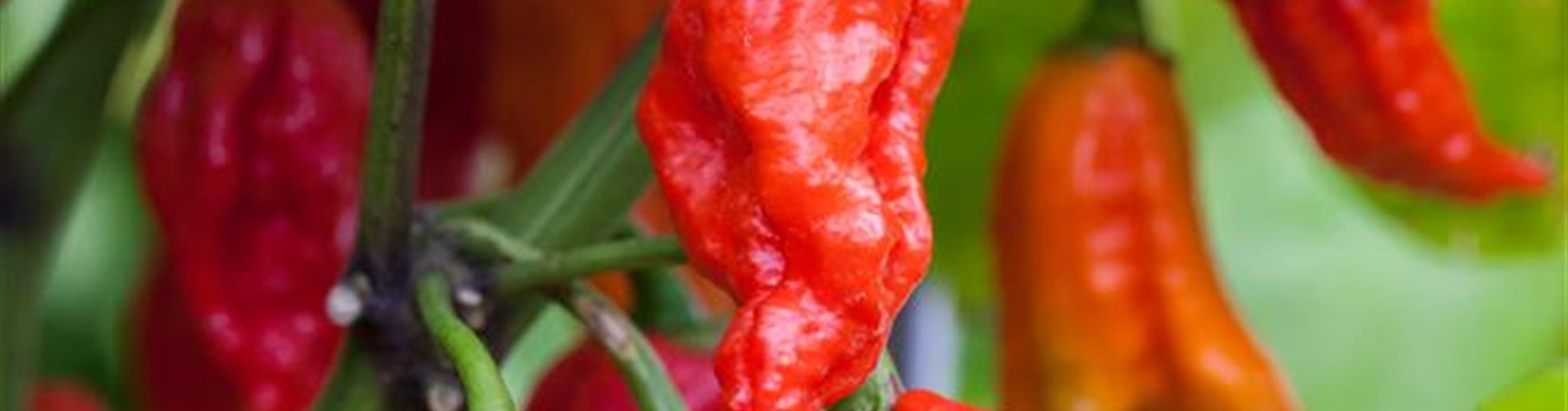 Seite 3 - Chilli Rot