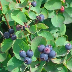 Amelanchier Thiessen