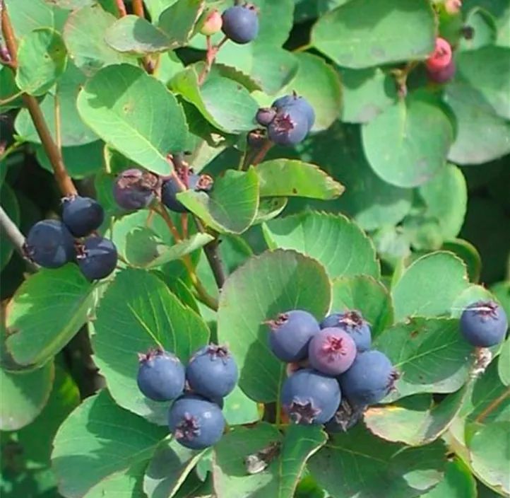 Felsenbirne 'Thiessen'