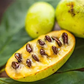 Asimina triloba Sorten