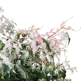 Cornus 'Watermelon Sugar'