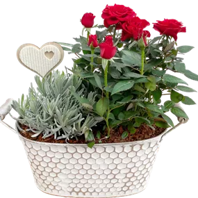 Pflanzkorb 'Muttertag'
