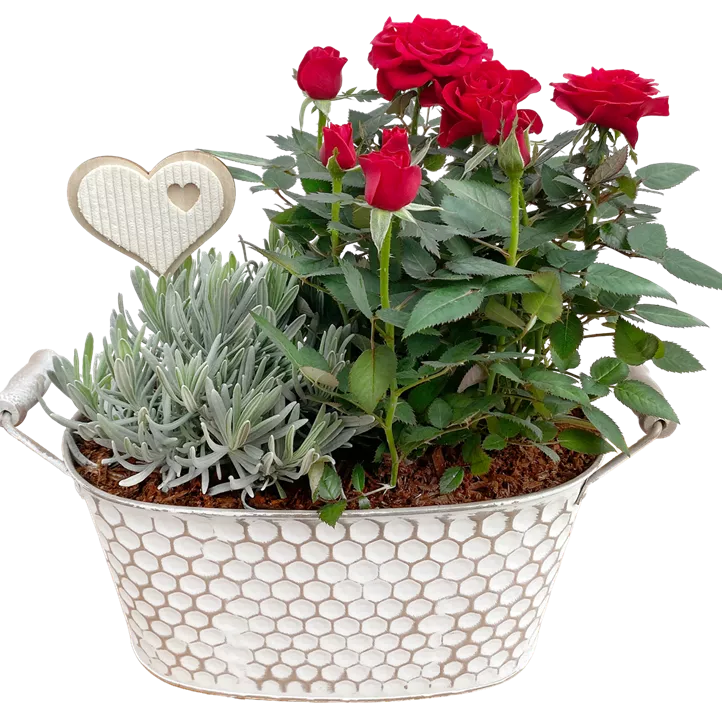 Pflanzkorb 'Muttertag'