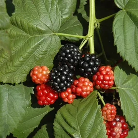 Rubus BrazelBerry ® 'Baby Cakes'