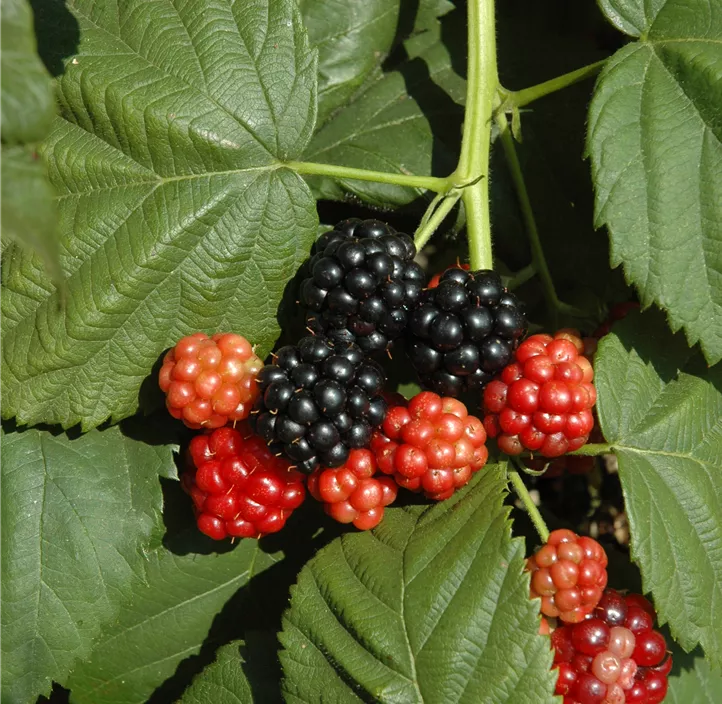 Brombeere 'BrazelBerry® Baby Cakes'