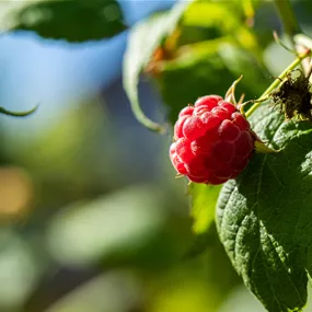 Rubus BrazelBerry ® 'Raspberry Shortcake'