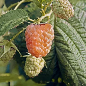 Rubus idaeus Primeberry Autumn Amber