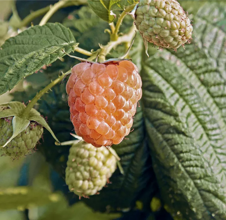 Herbsthimbeere 'Autumn Amber'