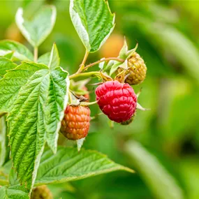 Rubus BrazelBerry 'Raspberry Shortcake
