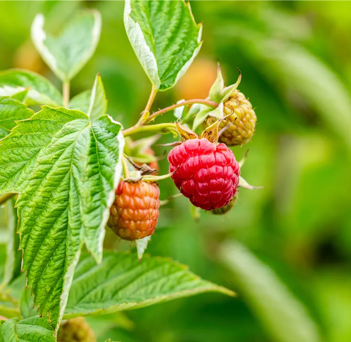 Himbeere 'BrazelBerry® Raspberry Shortcake®'