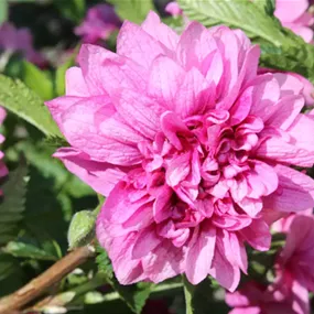 Rubus Olympic Double