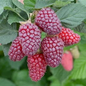 Rubus hybride Buckingham Tayberry