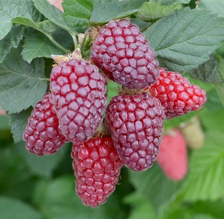 Taybeere 'Buckingham Tayberry'®