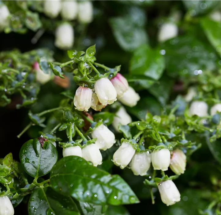 Heidelbeere 'BrazelBerry® Jelly Bean'