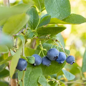 Vaccinium BrazelBerry ® 'Jelly Bean'