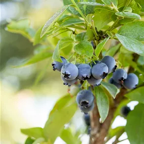 Vaccinium BrazelBerry ® 'Peach Sorbet'