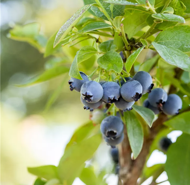 Heidelbeere 'BrazelBerry® Peach Sorbet'