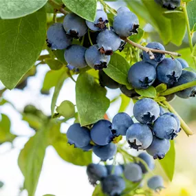 Vaccinium BrazelBerry ® 'Perpetua'