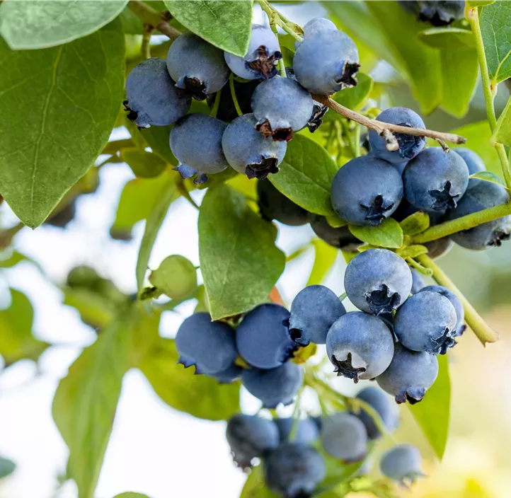 Heidelbeere 'BrazelBerry® Perpetua'