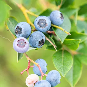 Vaccinium BrazelBerry ® 'Pink Breeze'