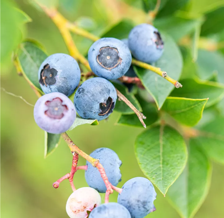 Heidelbeere 'BrazelBerry® Pink Breeze'