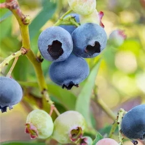Vaccinium BrazelBerry Jelly Bean