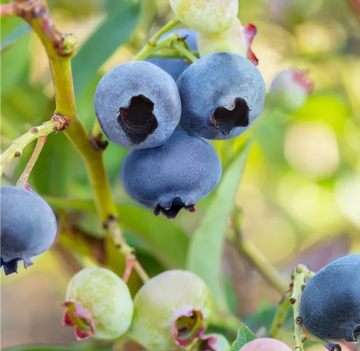 Heidelbeere 'BrazelBerry® Jelly Bean'