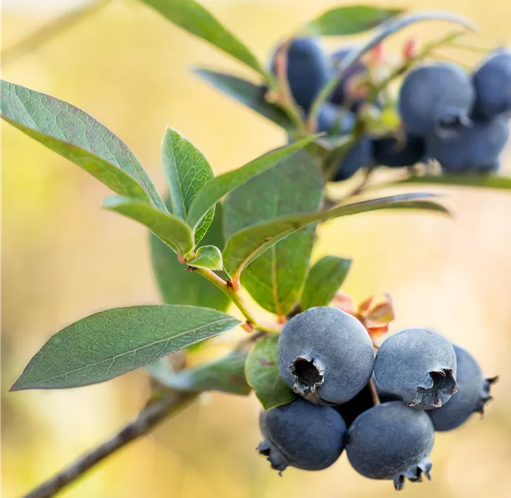 Heidelbeere 'BrazelBerry® Peach Sorbet'
