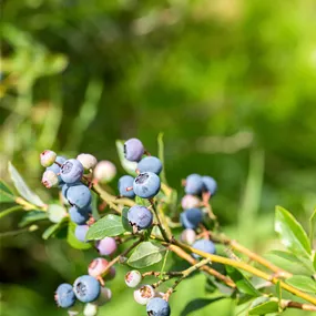 Vaccinium BrazelBerry Pink Breeze