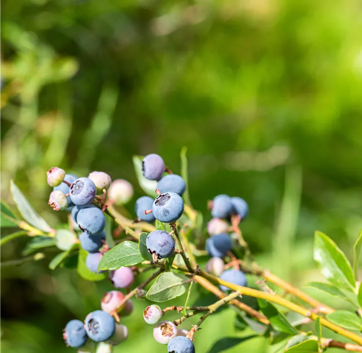 Heidelbeere 'BrazelBerry® Pink Breeze'