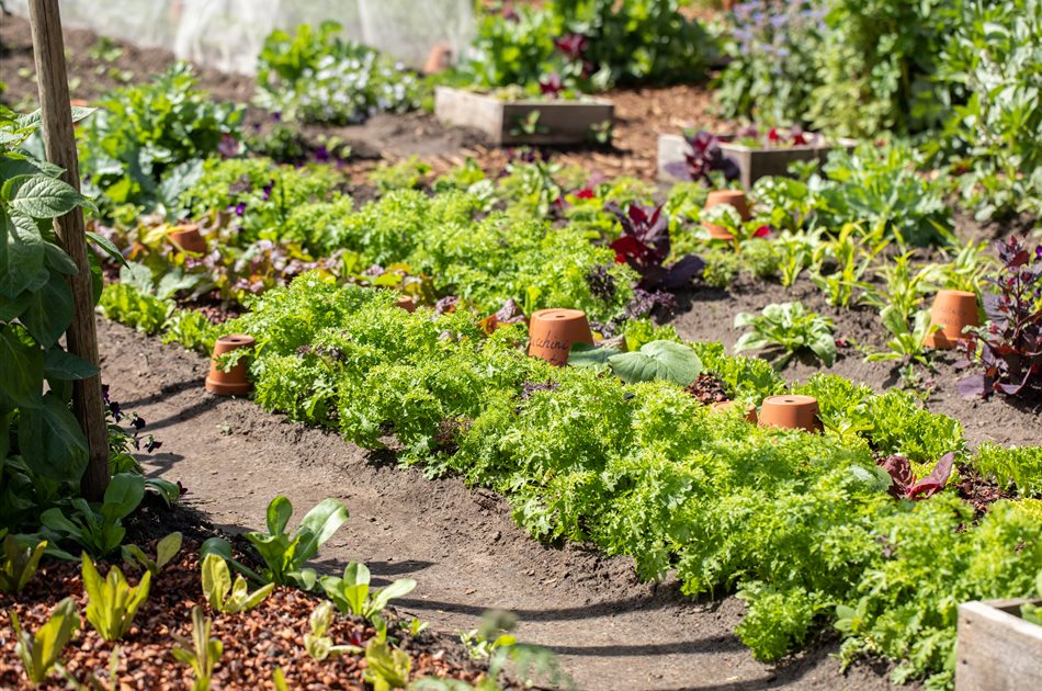 Vielfalt aus deinem eigenen Garten