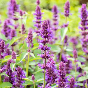 Agastache hybrida Beelicious Purple