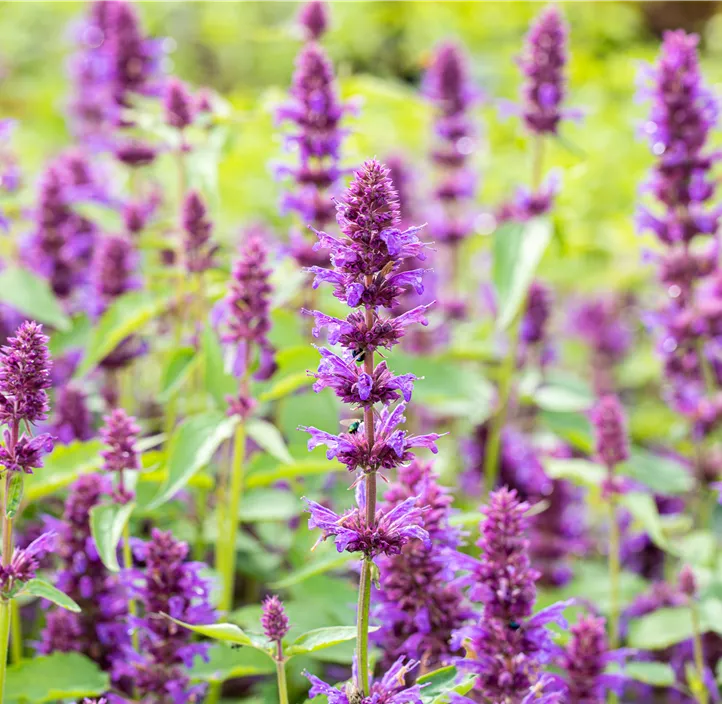 Garten-Duftnessel 'Beelicious Purple'®