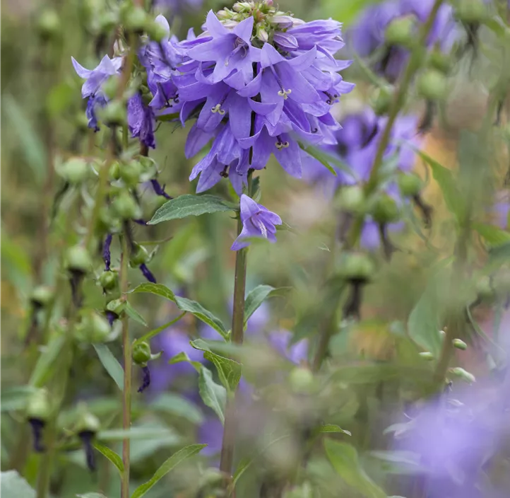 Schellenblume 'Gaudi Violet'