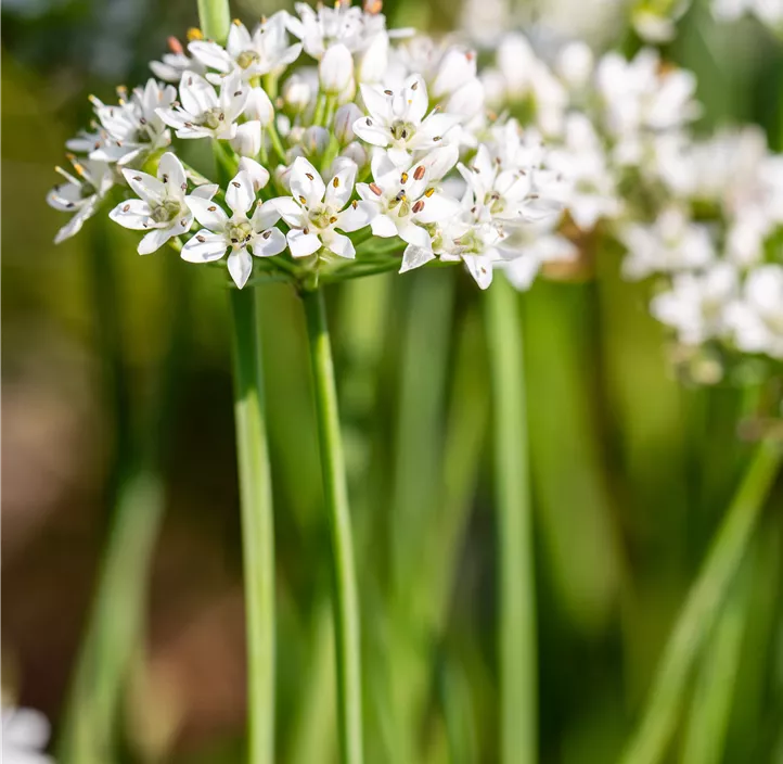 Schnittkoblauch 'Cliffs of Dover'