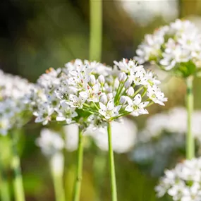 Allium hybrida Cliffs of Dover