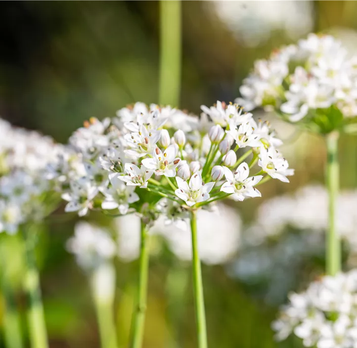 Schnittkoblauch 'Cliffs of Dover'