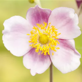 Anemone huphensis